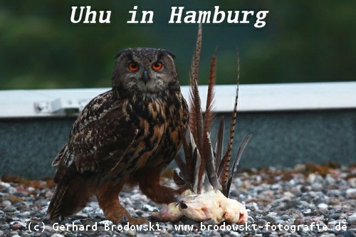 Größte Eule in Hamburg - Der Uhu